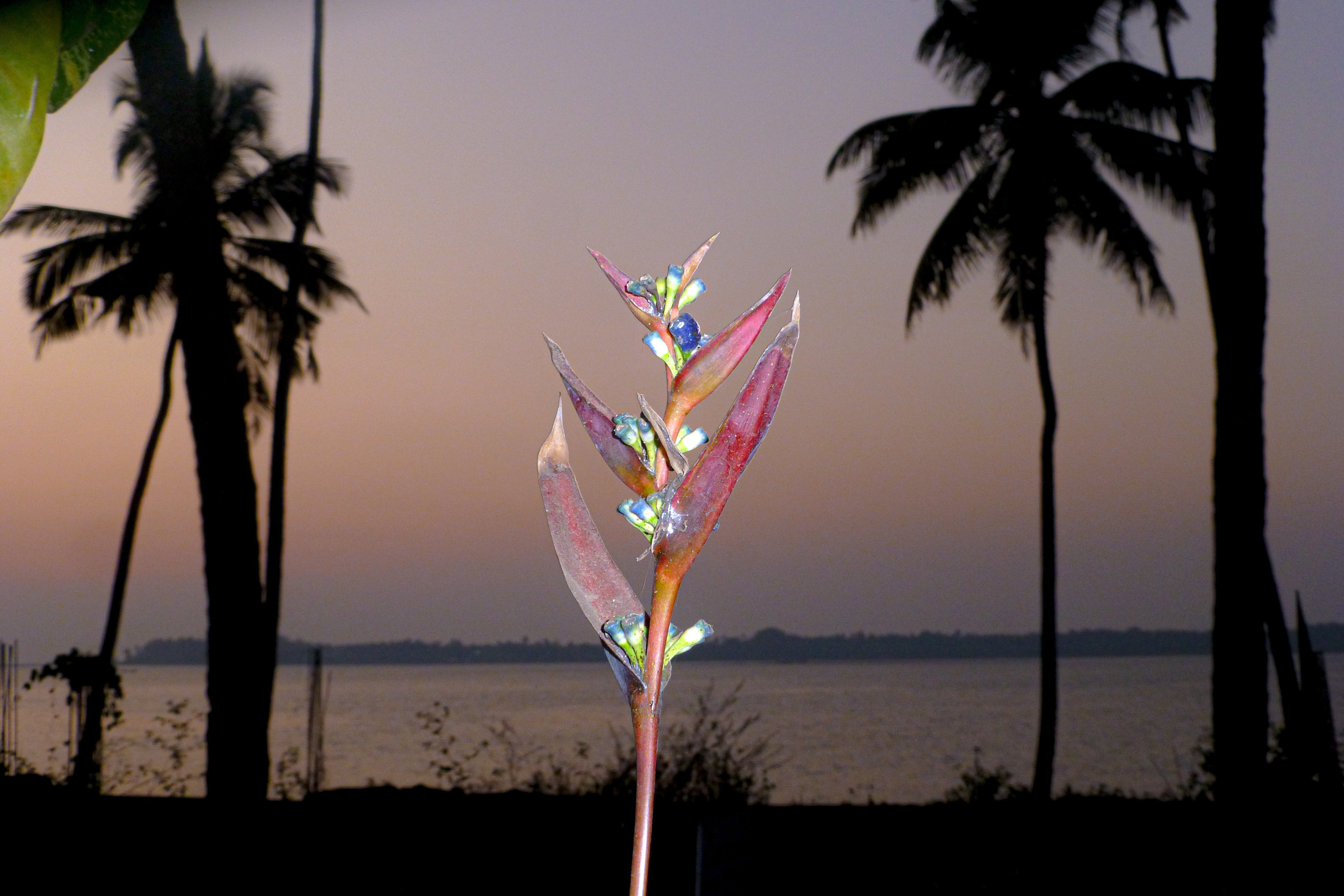 Goa