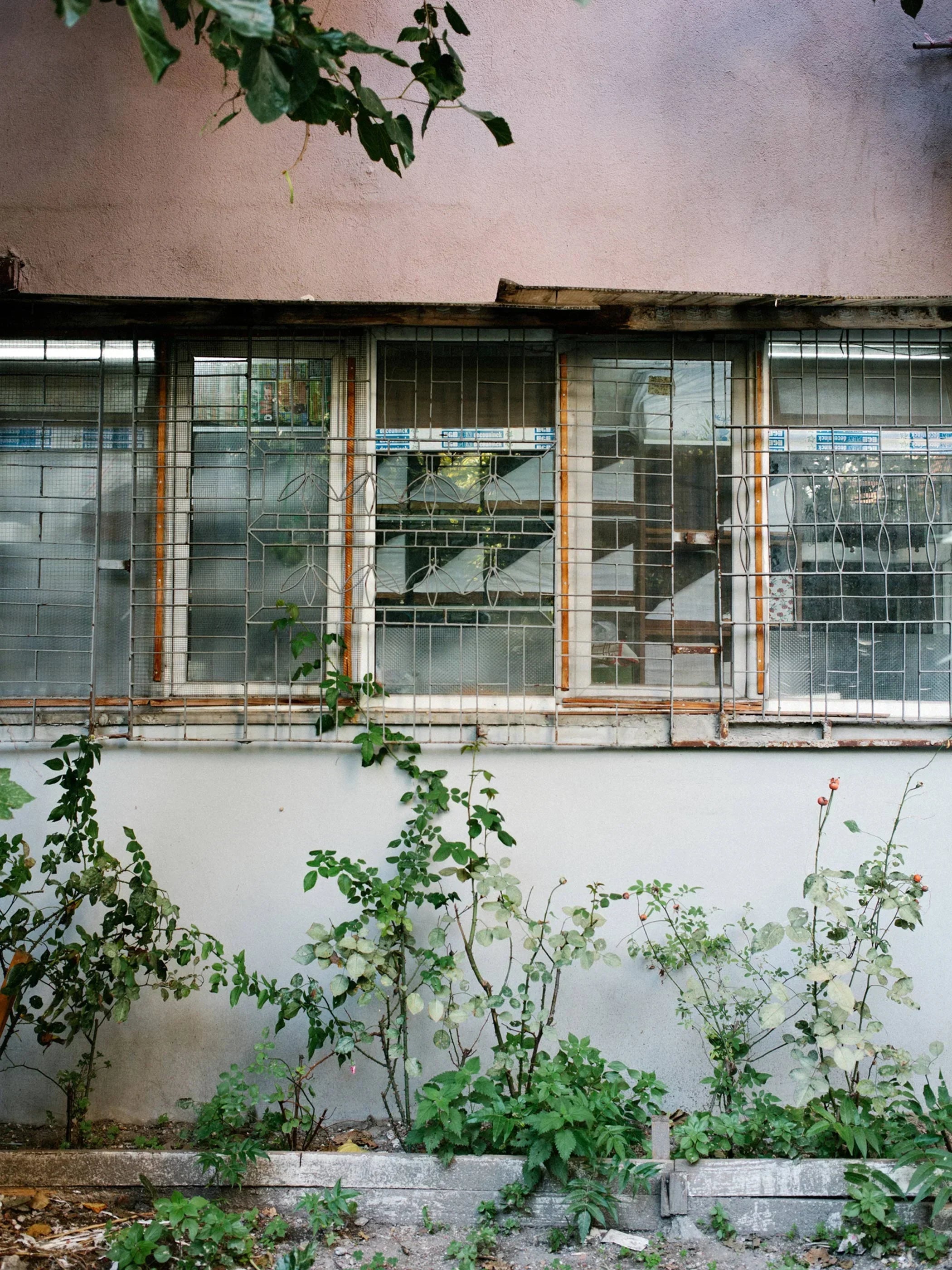 For Birds' Sake Bird Healer's Window