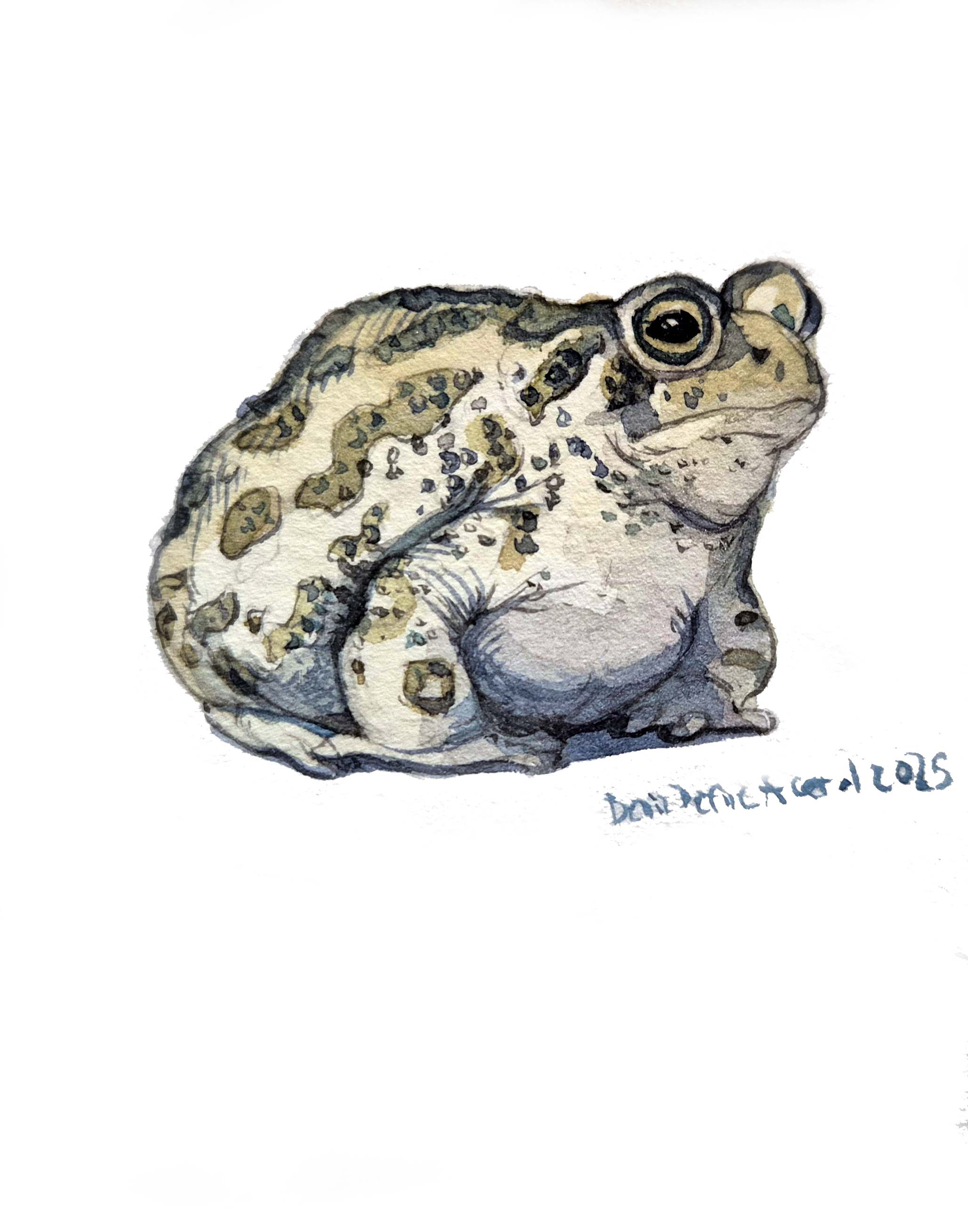 Smol