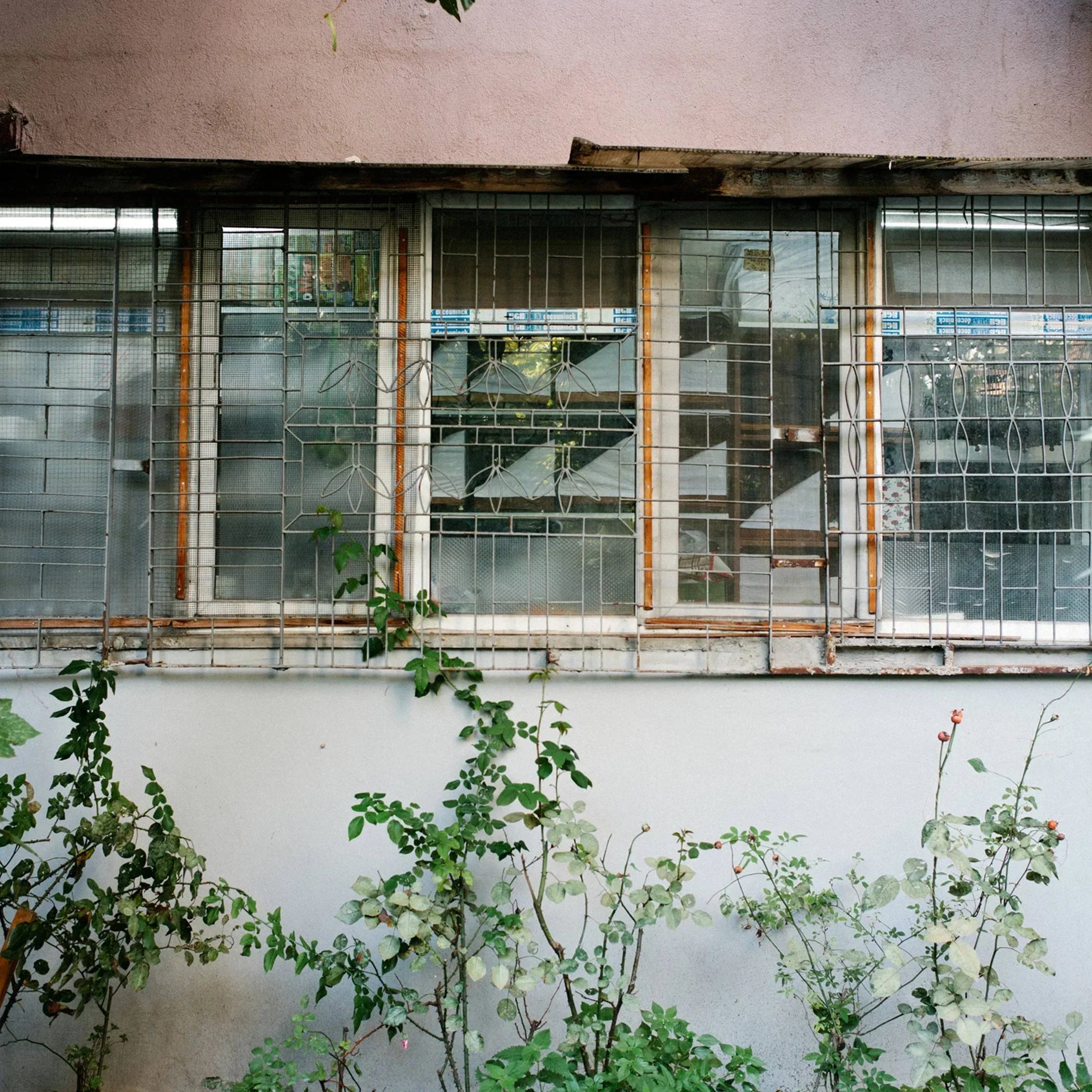 For Birds' Sake Bird Healer's Window
