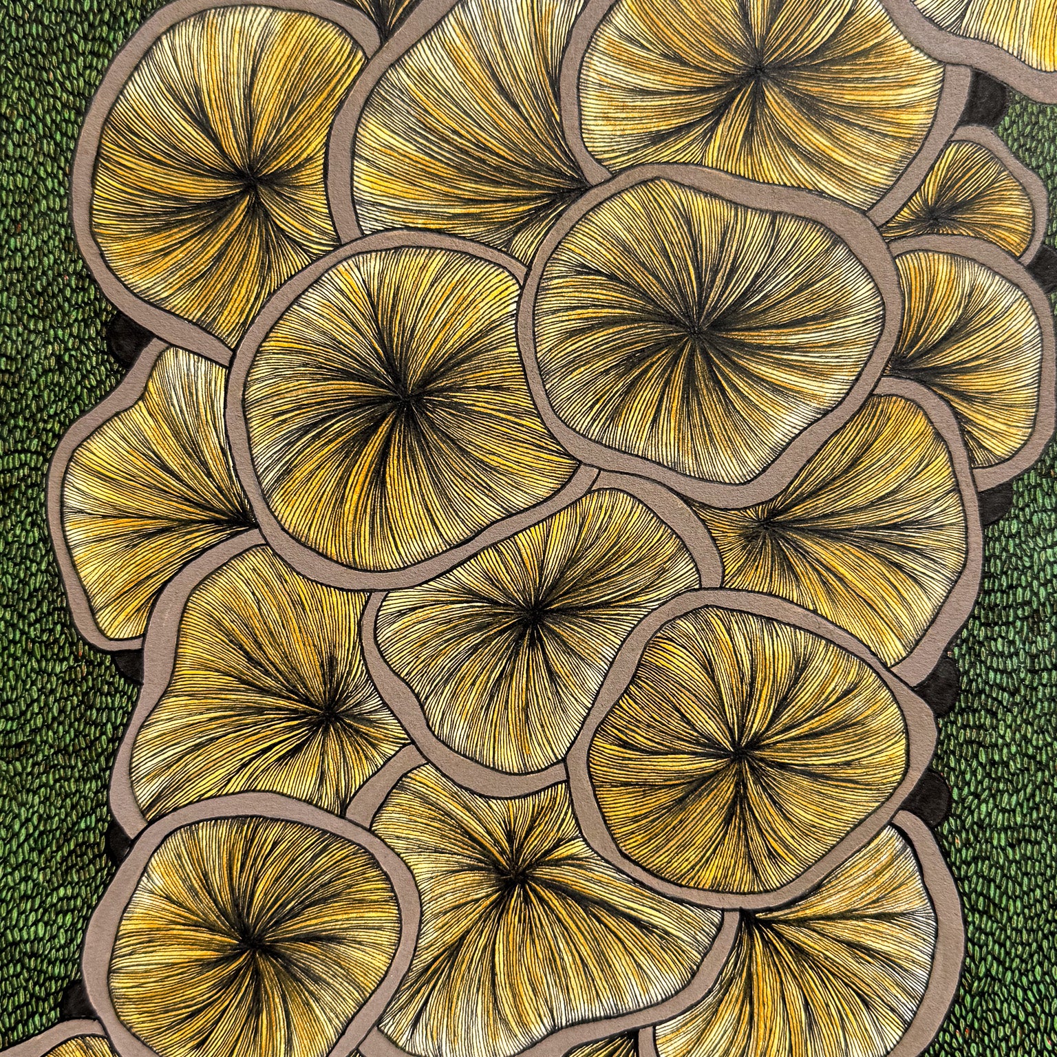 Fungi Gills
